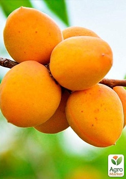 фото абрикос "ананасовий цюрупинський" (літній сорт, середній термін дозрівання)