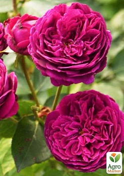фото роза англійська серії девіда остіна "фальстаф" (саджанець класу аа +) вищий сорт