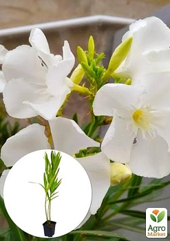 фото олеандр білий «sister agnes» (вічнозелений кущ, дуже ароматні квіти)
