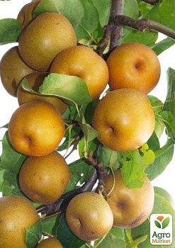 фото азіатська груша "коко суї" з мускатно-шоколадним присмаком (осінній сорт, пізній термін дозрівання)