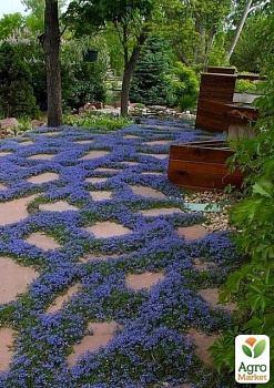 фото мазус "blue" (квітучий килим у вашому саду)