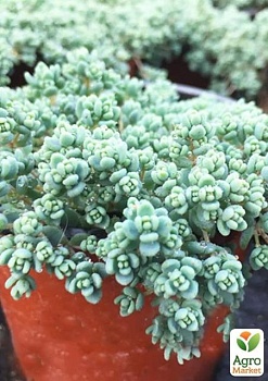 фото очиток густолістний "опелайн" (sedum dasyphyllum "opaline")
