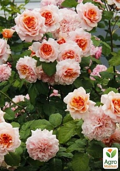 фото роза англійська серії девіда остіна "абрахам дербі" (саджанець класу аа +) вищий сорт