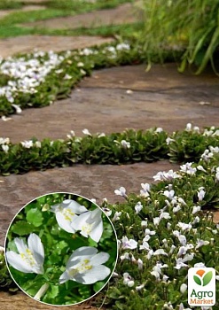 фото мазус "white" (квітучий килим у вашому саду)