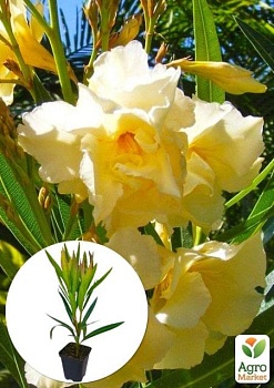 фото олеандр жовтий "luteum plenum" (вічнозелений кущ, дуже ароматні квіти)