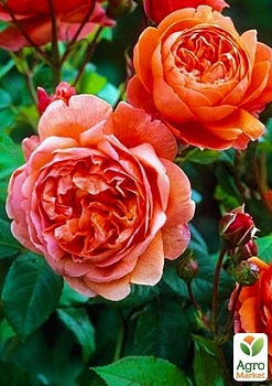 фото роза англійська серії девіда остіна "саммер сонг" (саджанець класу аа +) вищий сорт