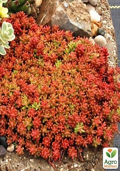 фото очиток "кораловий килим" (sedum "coral carpet")