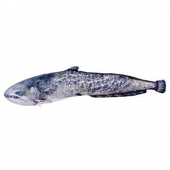 foto подушка-рыба gaby сом 180х40см(3kb2019)