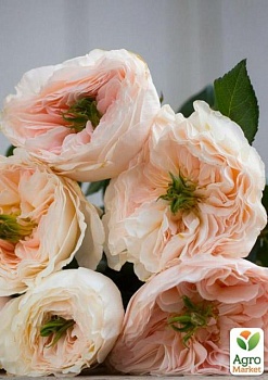 фото троянда англійська серії девіда остіна «чаріті» (саджанець класу аа +) вищий сорт