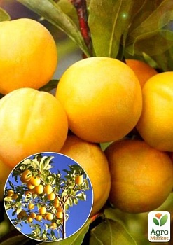фото ексклюзив! слива яскраво-лимонна "хюррем" (khyurrem) (преміальний сорт, плоди дуже великі)