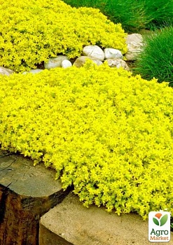 фото очиток "жовта королева" (sedum acre "yellow queen")