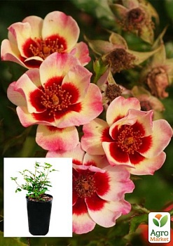 фото троянда перська в контейнері "blushing babylon eyes" (саджанець класу аа+)