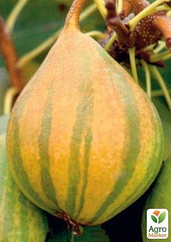 фото азіатська груша "карамелька" 1 саджанець в упаковці.