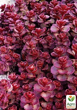 фото очиток помилковий "червоний килим" (sedum spurium "red karpet")
