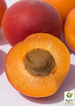 фото ексклюзив! абрикос яскраво-помаранчевий з рум'янцем "сонця відблиск" (sun glare) (преміальний середньо-пізній сорт)