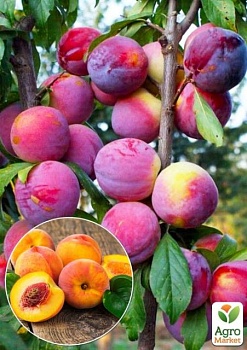фото слива диплоидная з ароматом персика "шарафуга" (літній сорт, середній термін дозрівання)