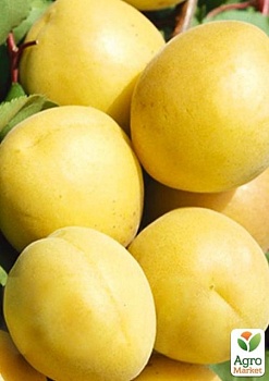 фото ексклюзив! абрикос ананасовий "дарій" (darius) (преміальний, високоврожайний сорт, раннього терміну дозрівання)