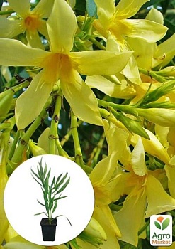фото олеандр жовтий "maria gambetta" (вічнозелений чагарник, дуже ароматні квіти)
