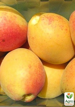 фото абрикос "лимонка" (літній сорт, ранній термін дозрівання)