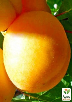фото абрикос "ананасний" (середній термін дозрівання)