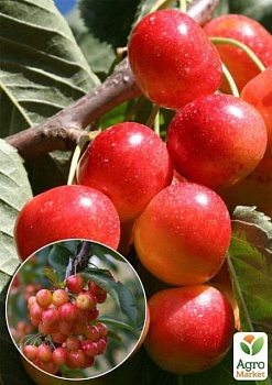 фото ексклюзив! черешня рожева "фірузе" (firuse) (преміальний сорт, дає багатий урожай)