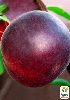 фото абрикос "чорний персиковий" (літній сорт, пізній термін дозрівання)