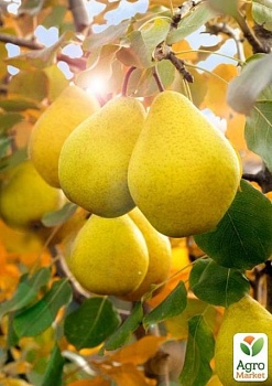 фото груша "лимонка" (літній сорт, ранній термін дозрівання)