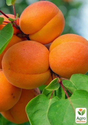 Детальне фото абрикос "ерлі оранж" (літній сорт, ранній термін дозрівання)
