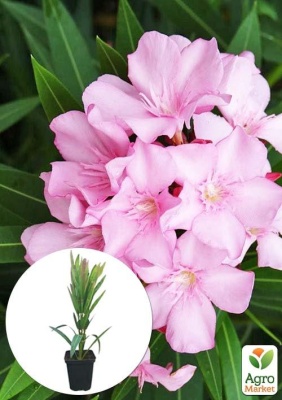 Детальне фото олеандр духмяний "nerium oleander pink" (вічнозелений, ароматний кущ)